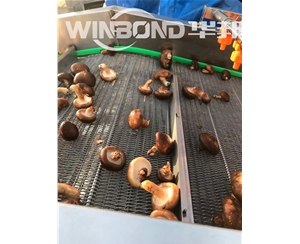 供應(yīng)香菇清洗機(jī) 全套香菇加工設(shè)備 清洗瀝水風(fēng)干線(xiàn)