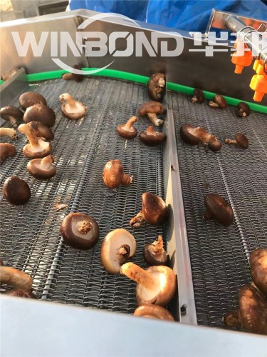 供應(yīng)香菇清洗機 全套香菇加工設(shè)備 清洗瀝水風(fēng)干線